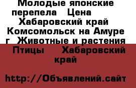 Молодые японские перепела › Цена ­ 400 - Хабаровский край, Комсомольск-на-Амуре г. Животные и растения » Птицы   . Хабаровский край